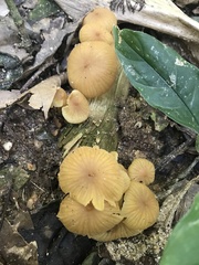 Heimiomyces tenuipes