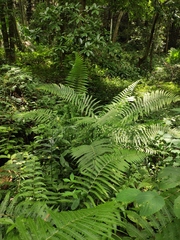 Pseudocyclosorus tylodes