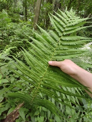 Pseudocyclosorus tylodes