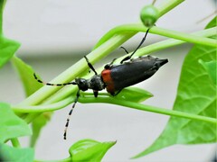 Stictoleptura canadensis