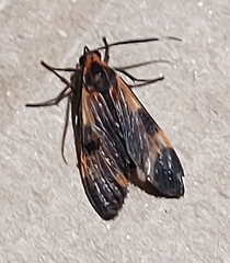 Dycladia