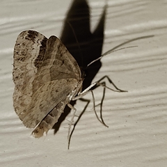 Xanthorhoe ferrugata