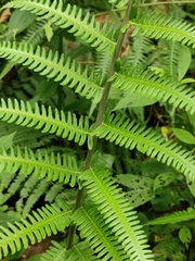 Pseudocyclosorus tylodes