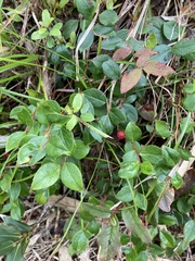 Gaultheria adenothrix