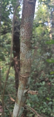 Albizia kalkora
