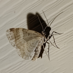 Xanthorhoe ferrugata