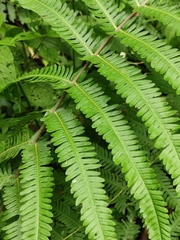 Pseudocyclosorus tylodes