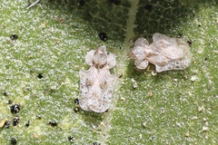Corythucha morrilli