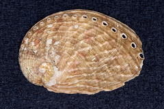 Haliotis australis