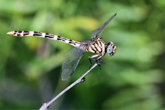 Phyllogomphoides stigmatus