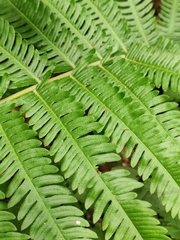 Pseudocyclosorus tylodes