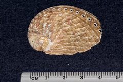 Haliotis australis