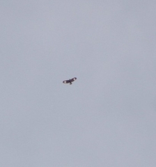 Buteogallus urubitinga