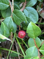Gaultheria adenothrix