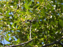 Libellula forensis