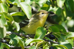 Setophaga fusca