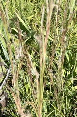 Schizachyrium scoparium