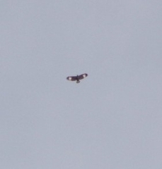 Buteogallus urubitinga