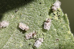 Corythucha morrilli