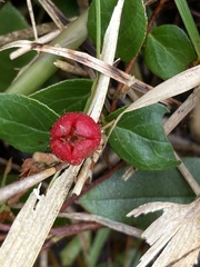 Gaultheria adenothrix