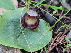 Corybas incurvus