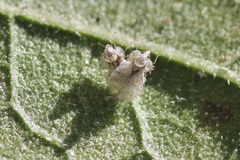 Corythucha morrilli