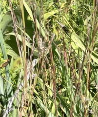 Schizachyrium scoparium