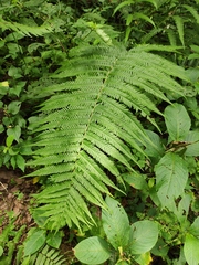 Pseudocyclosorus tylodes