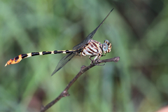 Phyllogomphoides stigmatus