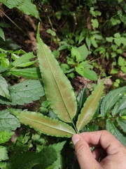 Coniogramme intermedia