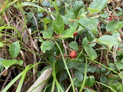 Gaultheria adenothrix