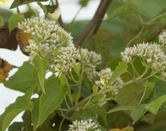Mikania scandens