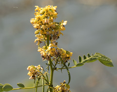 Senna marilandica