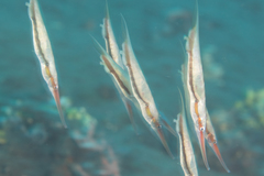 Centriscus scutatus