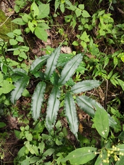 Coniogramme intermedia