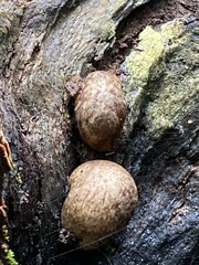 Volvariella bombycina