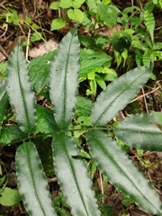 Coniogramme intermedia