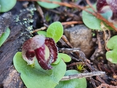 Corybas incurvus