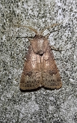 Agrotis bigramma