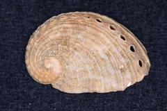 Haliotis australis
