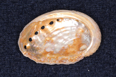 Haliotis australis