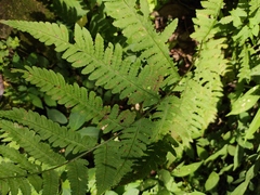 Deparia okuboana
