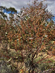 Eucalyptus leptophylla