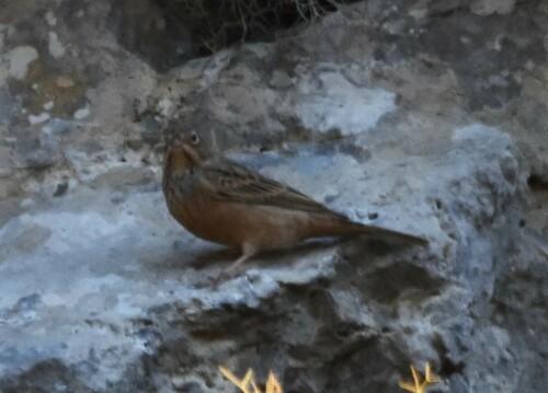Escribano ceniciento (Emberiza caesia)