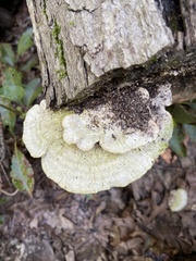 Trametes