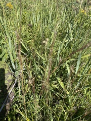 Schizachyrium scoparium