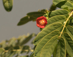 Ipomoea coccinea