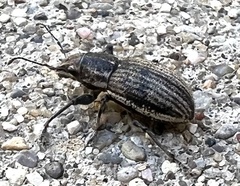 Naupactus leucoloma