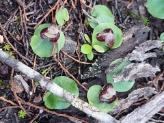 Corybas incurvus