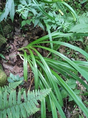 Hemerocallis fulva